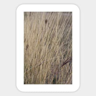 prairie photo Sticker